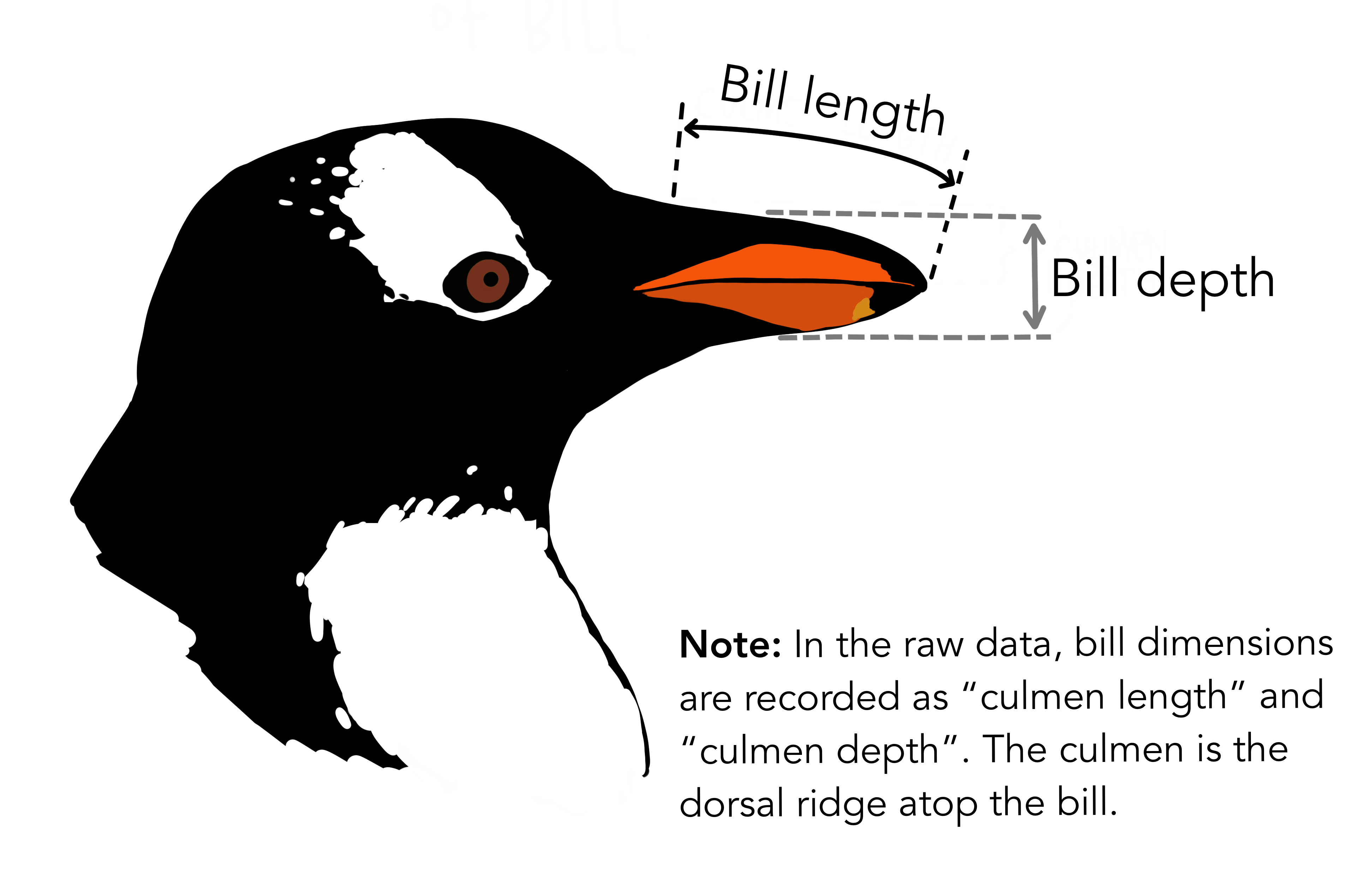 ../_images/penguin_bill.png